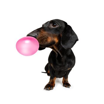 curious dachshund sausage dog  looking up to owner waiting or sitting patient to play or go for a walk with  chewing bubble gum ,   isolated on white background