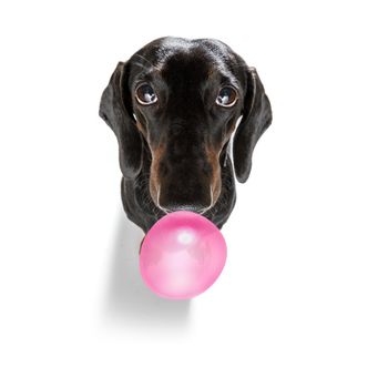 curious dachshund sausage dog  looking up to owner waiting or sitting patient to play or go for a walk with  chewing bubble gum ,   isolated on white background