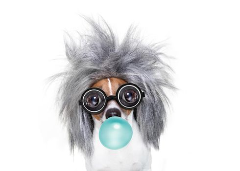 smart and intelligent jack russell dog with nerd glasses  wearing a grey hair , isolated on white background, chewing bubble gum