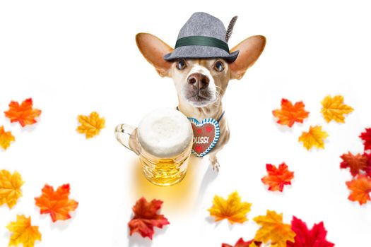 bavarian chihuahua  dog with  gingerbread and  mug  isolated on white background , ready for the beer celebration festival in munich in oktober