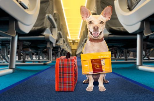 chihuahua  dog  wiht luggage bag ready to travel as pet in cabin in plane or airplane as a passanger, for summer vacation holidays