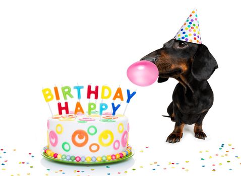 dachshund or sausage  dog  hungry for a happy birthday cake with candles ,wearing  red tie and party hat  , isolated on white background