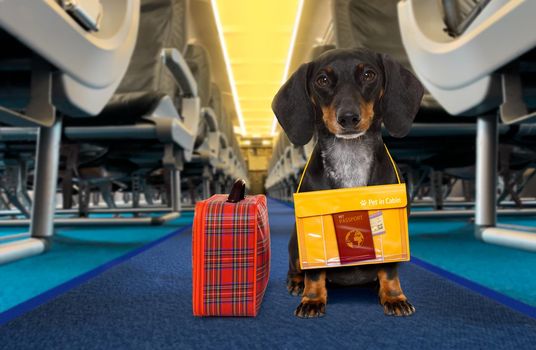 dachshund sausage   dog  wiht luggage bag ready to travel as pet in cabin in plane or airplane as a passanger, for summer vacation holidays