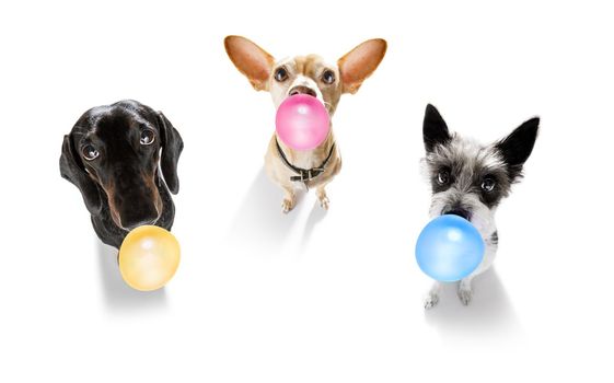 curious couple row of dogs looking up to owner waiting or sitting patient to play or go for a walk with  chewing bubble gum ,   isolated on white background