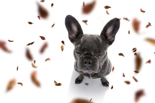 french bulldog  dog waiting for owner to play  and go for a walk with leash, isolated on white background in autumn or fall with leaves