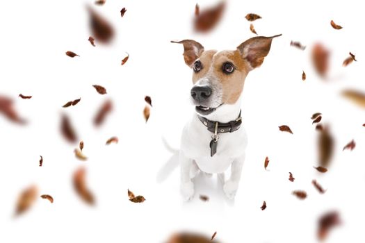 jack russell terrier   dog waiting for owner to play  and go for a walk with leash, isolated on white background in autumn or fall with leaves