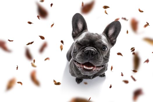 french bulldog  dog waiting for owner to play  and go for a walk with leash, isolated on white background in autumn or fall with leaves
