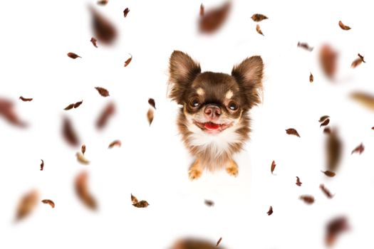 chihuahua   dog waiting for owner to play  and go for a walk with leash, isolated on white background in autumn or fall with leaves