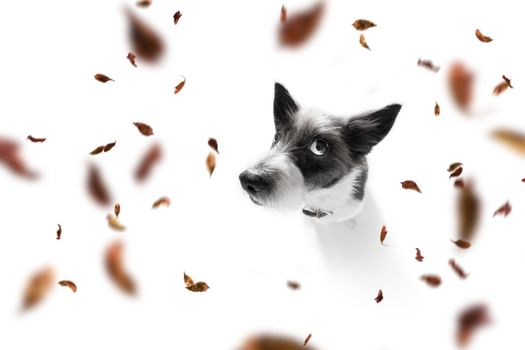 poodle   dog waiting for owner to play  and go for a walk with leash, isolated on white background in autumn or fall with leaves