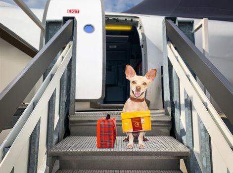 chihuahua   dog  with luggage bag ready to travel as pet in cabin in plane or airplane as a passanger, for summer vacation holidays