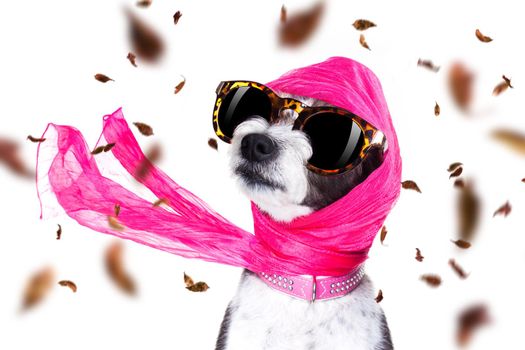 chic fashionable diva luxury  cool dog with funny sunglasses, scarf and necklace, isolated on white background in autumn or fall with leaves