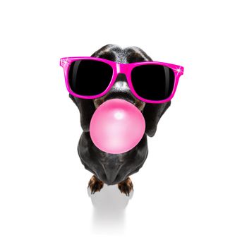 curious dachshund sausage dog  looking up to owner waiting or sitting patient to play or go for a walk with  chewing bubble gum and glasses,   isolated on white background