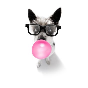 curious poodle dog looking up to owner waiting or sitting patient to play or go for a walk with  chewing bubble gum and reading glasses ,   isolated on white background