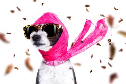 chic fashionable diva luxury  cool dog with funny sunglasses, scarf and necklace, isolated on white background in autumn or fall with leaves