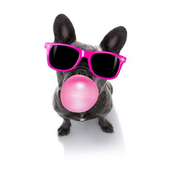 curious french bulldog dog looking up to owner waiting or sitting patient to play or go for a walk with  chewing bubble gum and reading sunglasses   isolated on white background