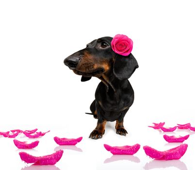 sausage dachshund dog , with a valentines rose on head and on floor, isolated on white background