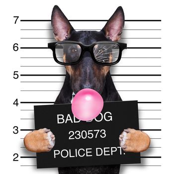 criminal mugshot  of pitbull terrier  dog at police station holding placard with bubble chewing gum , isolated on background