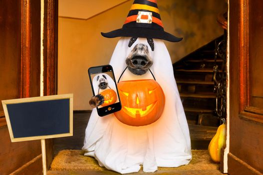 dog sit as a ghost for halloween in front of the door  at home entrance with pumpkin lantern or  light , scary and spooky taking  a selfie with smartphone