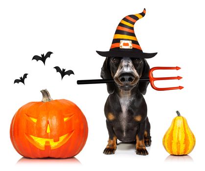 dachshund sausage dog sit as a ghost for halloween sitting   at with pumpkin lantern or  light , scary and spooky isolated on white background