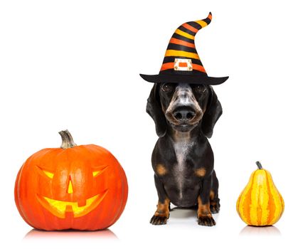 dachshund sausage dog sit as a ghost for halloween sitting   at with pumpkin lantern or  light , scary and spooky isolated on white background