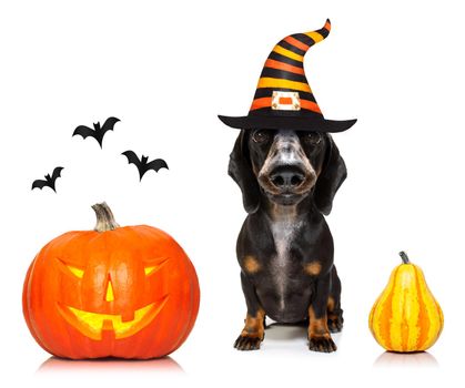 dachshund sausage dog sit as a ghost for halloween sitting   at with pumpkin lantern or  light , scary and spooky isolated on white background