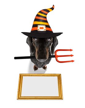 dachshund sausage dog sit as a ghost for halloween sitting   at with pumpkin lantern or  light , scary and spooky isolated on white background