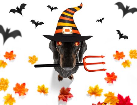 dachshund sausage dog sit as a ghost for halloween sitting   at with pumpkin lantern or  light , scary and sspooky glowing eyes 
 isolated on white background