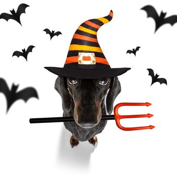 dachshund sausage dog sit as a ghost for halloween sitting   at with pumpkin lantern or  light , scary and spooky isolated on white background