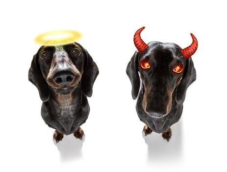 dachshund sausage dog sit as a ghost for halloween sitting   at with pumpkin lantern or  light , scary  angel with halo and spooky glowing eyes  right or wrong , good and bad