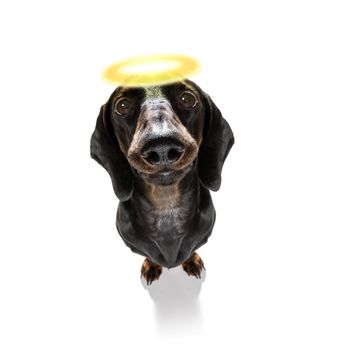 dachshund sausage dog with guilty conscience  with angel halo on the head , isolated on white background
