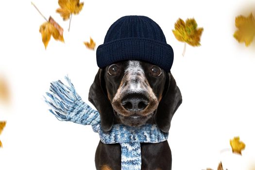 sausage dachshund  dog waiting for owner to play  and go for a walk with leash, isolated on white background in autumn or fall with leaves and windy