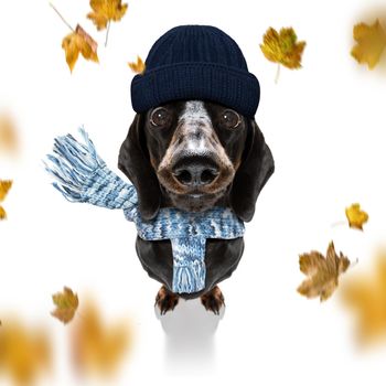 sausage dachshund  dog waiting for owner to play  and go for a walk with leash, isolated on white background in autumn or fall with leaves and windy