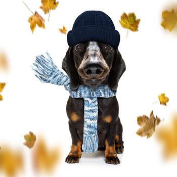 sausage dachshund  dog waiting for owner to play  and go for a walk with leash, isolated on white background in autumn or fall with leaves and windy