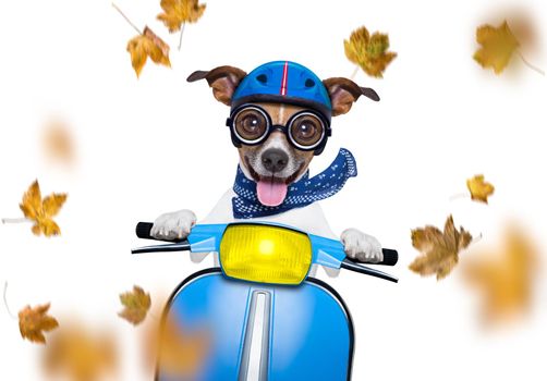 motorcycle  jack russell  dog driving a motorbike with sunglasses isolated on white background in windy autumn fall with leaves flying around