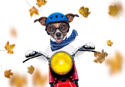 motorcycle  jack russell  dog driving a motorbike with sunglasses isolated on white background in windy autumn fall with leaves flying around