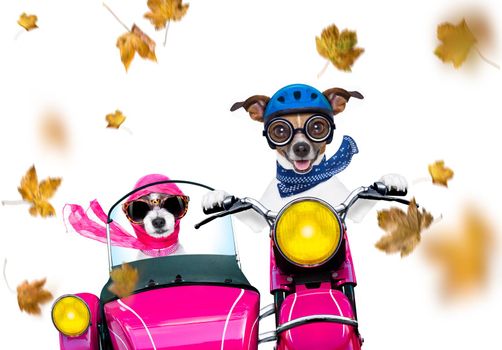 motorcycle diva lady fancy  dog driving a motorbike with sunglasses isolated on white background in windy autumn fall with leaves flying around