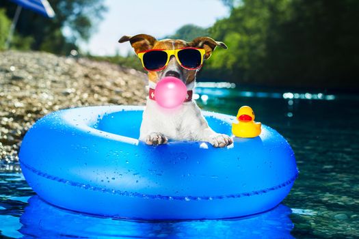 jack russell dog on  blue air mattress in summer vacation at the beach or river   in water refreshing  with bubble chewing gum