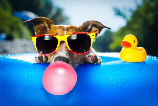 jack russell dog on  blue air mattress in summer vacation at the beach or river   in water refreshing  with bubble chewing gum