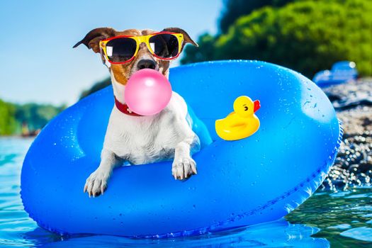 jack russell dog on  blue air mattress in summer vacation at the beach or river   in water refreshing  with bubble chewing gum