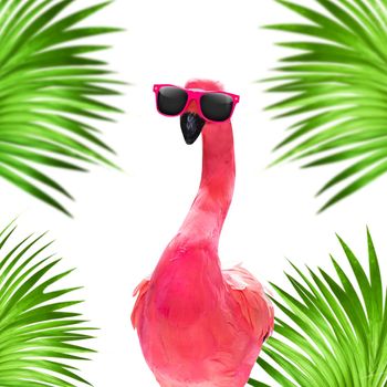 summer paradise vacation surfer flamingo  with surfboard and sunglasses isolated on white background, butterflies and palms