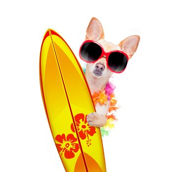 summer paradise vacation surfer chihuahua dog with surfboard and sunglasses isolated on white background