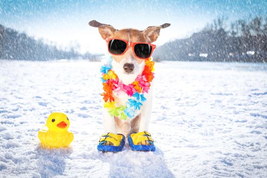 cool funny freezing icy dog in snow with sunglasses and scarf, sitting and waiting to go for a walk with owner