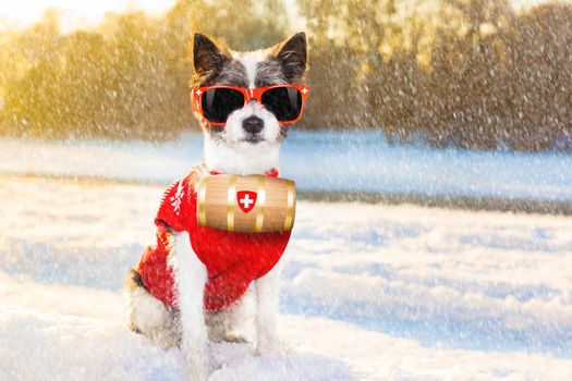 cool funny freezing icy dog in snow with sunglasses and scarf, sitting and waiting to go for a walk with owner