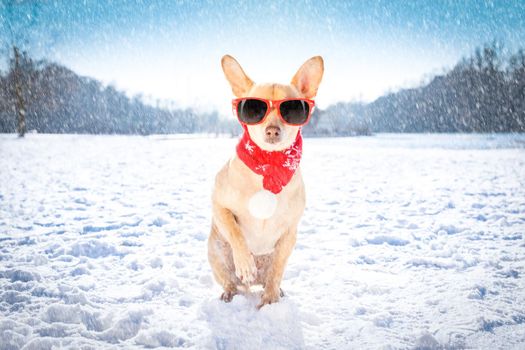 cool funny freezing icy dog in snow with sunglasses and scarf, sitting and waiting to go for a walk with owner