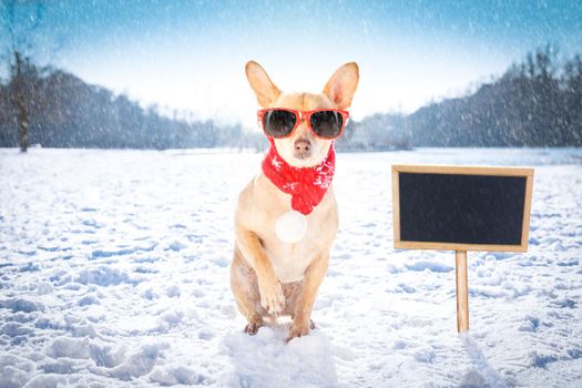 cool funny freezing icy dog in snow with sunglasses and scarf, sitting and waiting to go for a walk with owner