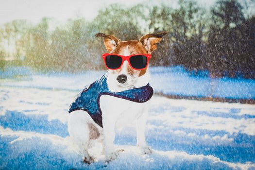 cool funny freezing icy dog in snow with sunglasses and scarf, sitting and waiting to go for a walk with owner