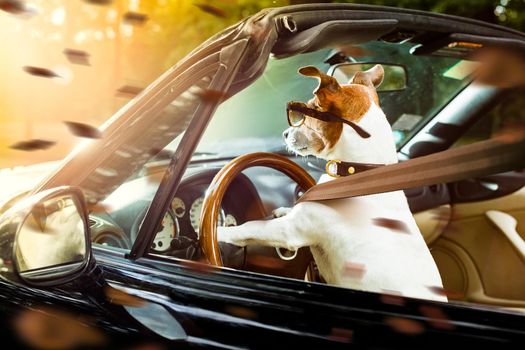 jack russell dog in a car close to the steering wheel, ready to drive fast and save , with seat belt fastened  in  windy autumn fall with leaves flying around