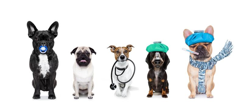 row or group of dogs as a medical veterinary doctor or sick and ill with flu and stethoscope ,isolated on white background