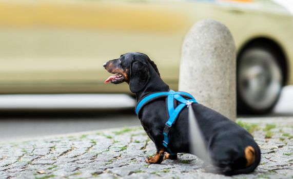 dachshund or sausage  dog waiting for owner to cross the street over crossing walk with leash, outdoors