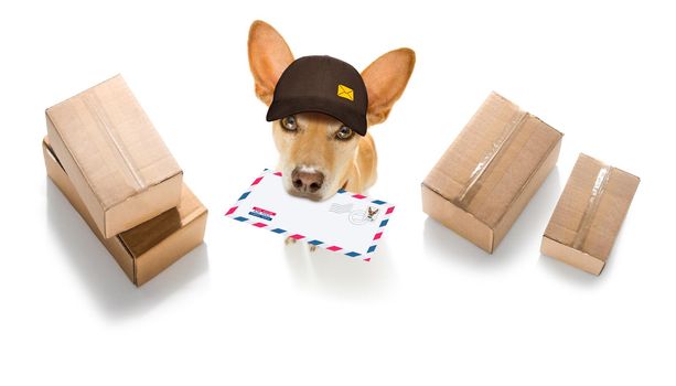 postman chihuahua dog delivering a big white blank empty envelope, with boxes and packages